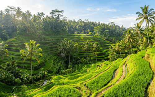 Indonesia Handicraft Manufacturing Company: PT PMA, Factory Licences, Site, and Cost